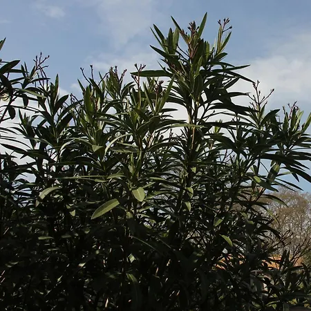 L'itinerante 3* Le Somail